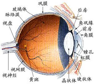 眼烧伤 眼烧伤