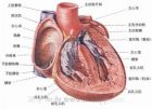 病毒性心肌炎
