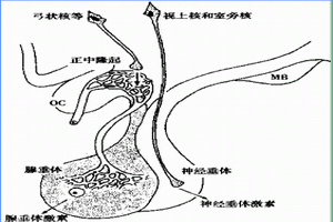甲状旁腺功能减退症