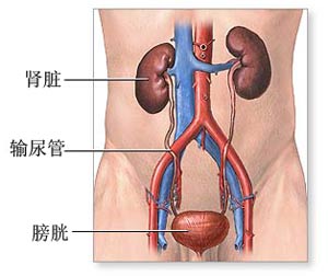 肾小管性酸中毒 肾小管性酸中毒