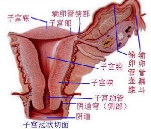 围绝经期功能失调性子宫出血 围绝经期功能失调性子宫出血