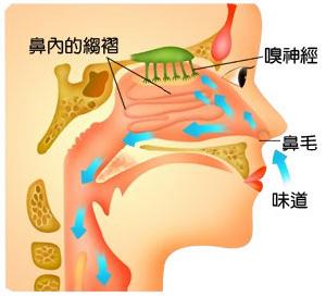 鼻疖 鼻疖