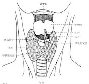 甲状腺功能亢进症 甲状腺功能亢进症