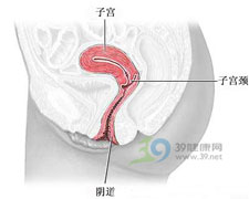 子宫息肉 子宫息肉